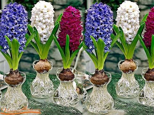  Bố trí cây cảnh cho bàn làm việc tại nhà Hòa Phát theo phong thủy 